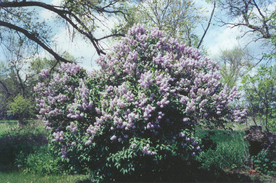 lilacs.jpeg
